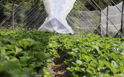 PRÁCTICAS SUSTENTABLES